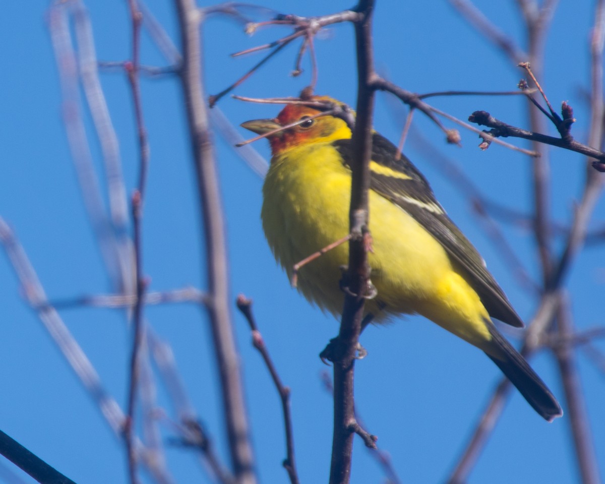 Western Tanager - ML618486044