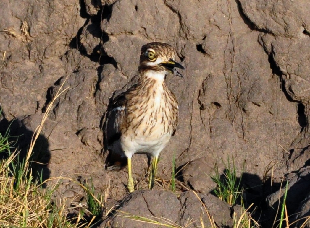 Water Thick-knee - ML618486047