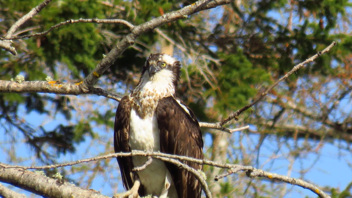 Osprey - Peter Fraser