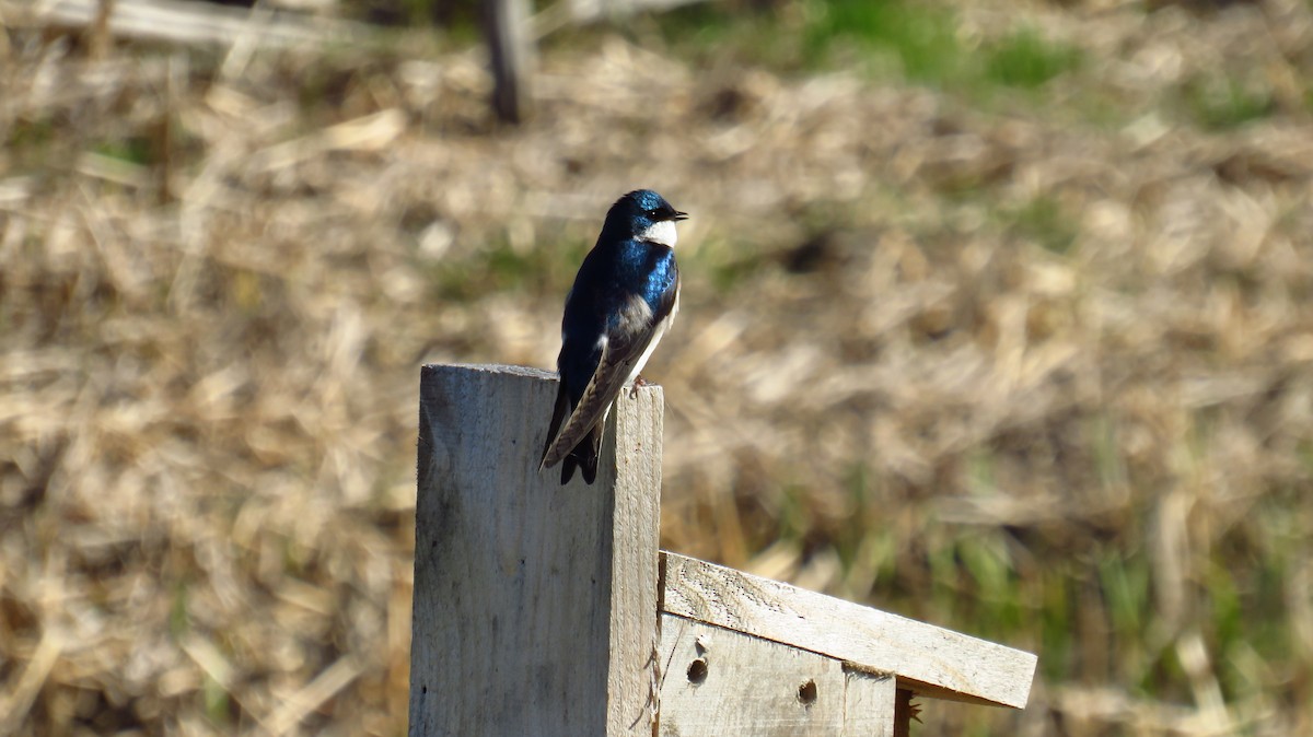 Tree Swallow - Peter Fraser