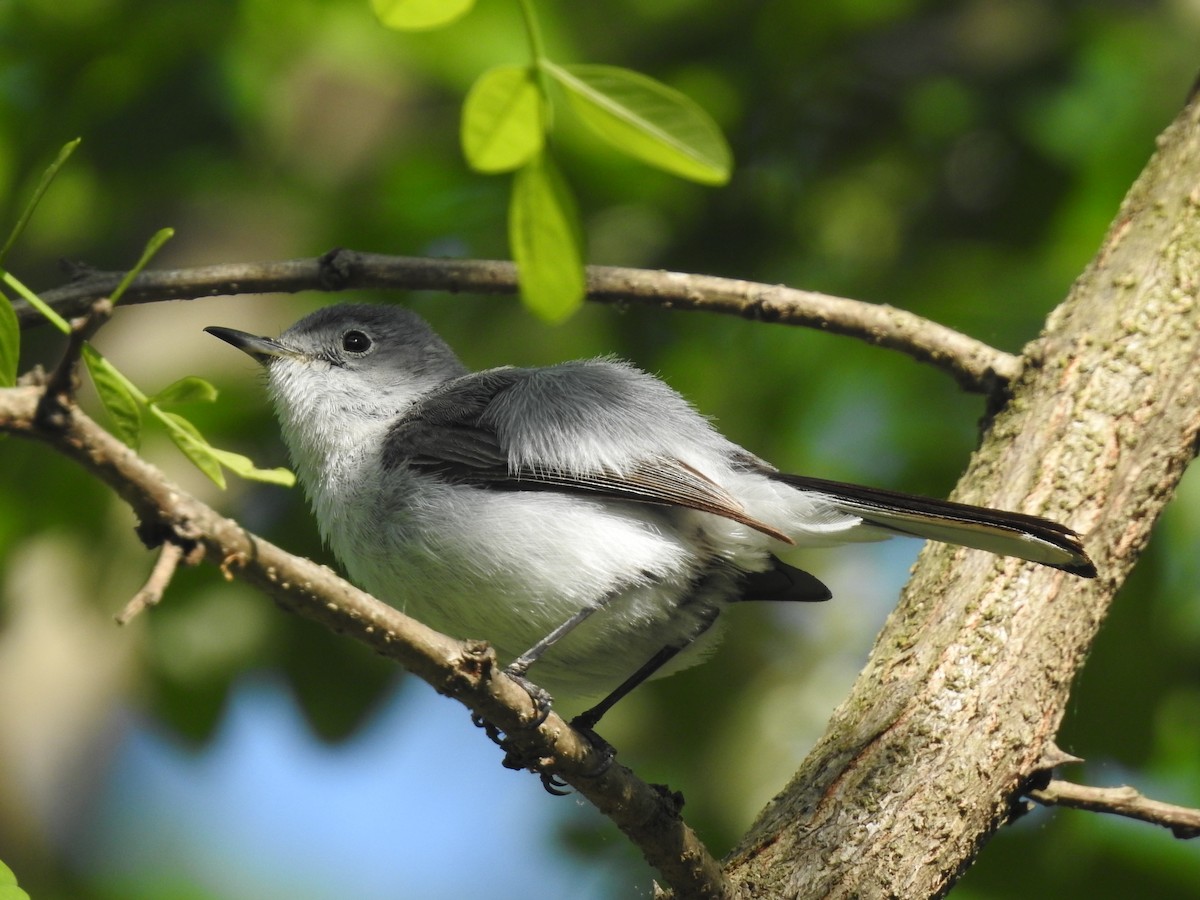 Blue-gray Gnatcatcher - Caleb Morillo