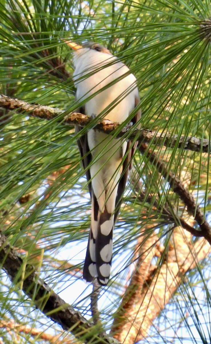 Yellow-billed Cuckoo - ML618486123