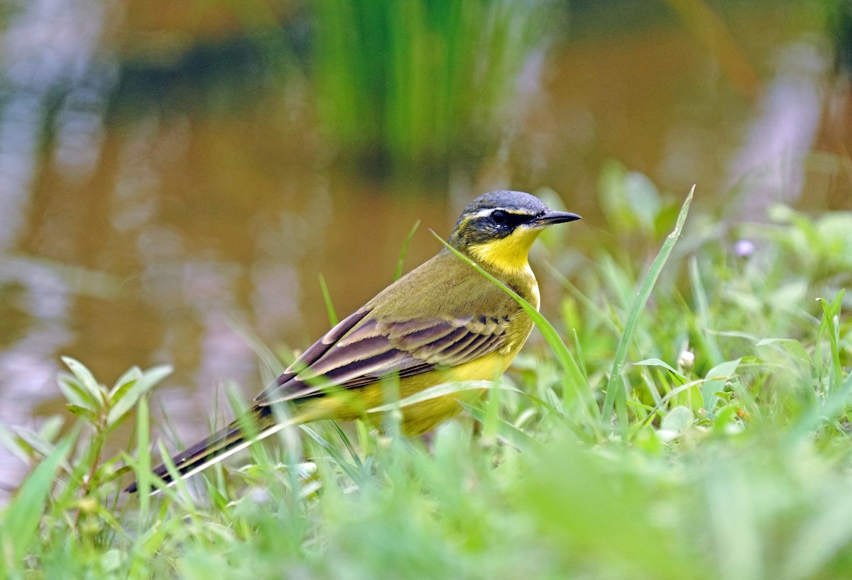 Eastern Yellow Wagtail (Eastern) - ML618486137