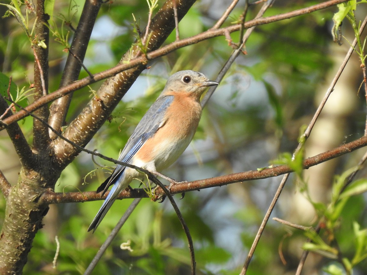 Eastern Bluebird - ML618486154