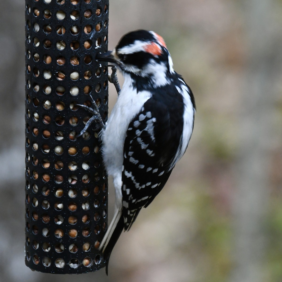 Hairy Woodpecker - Michael Hatton