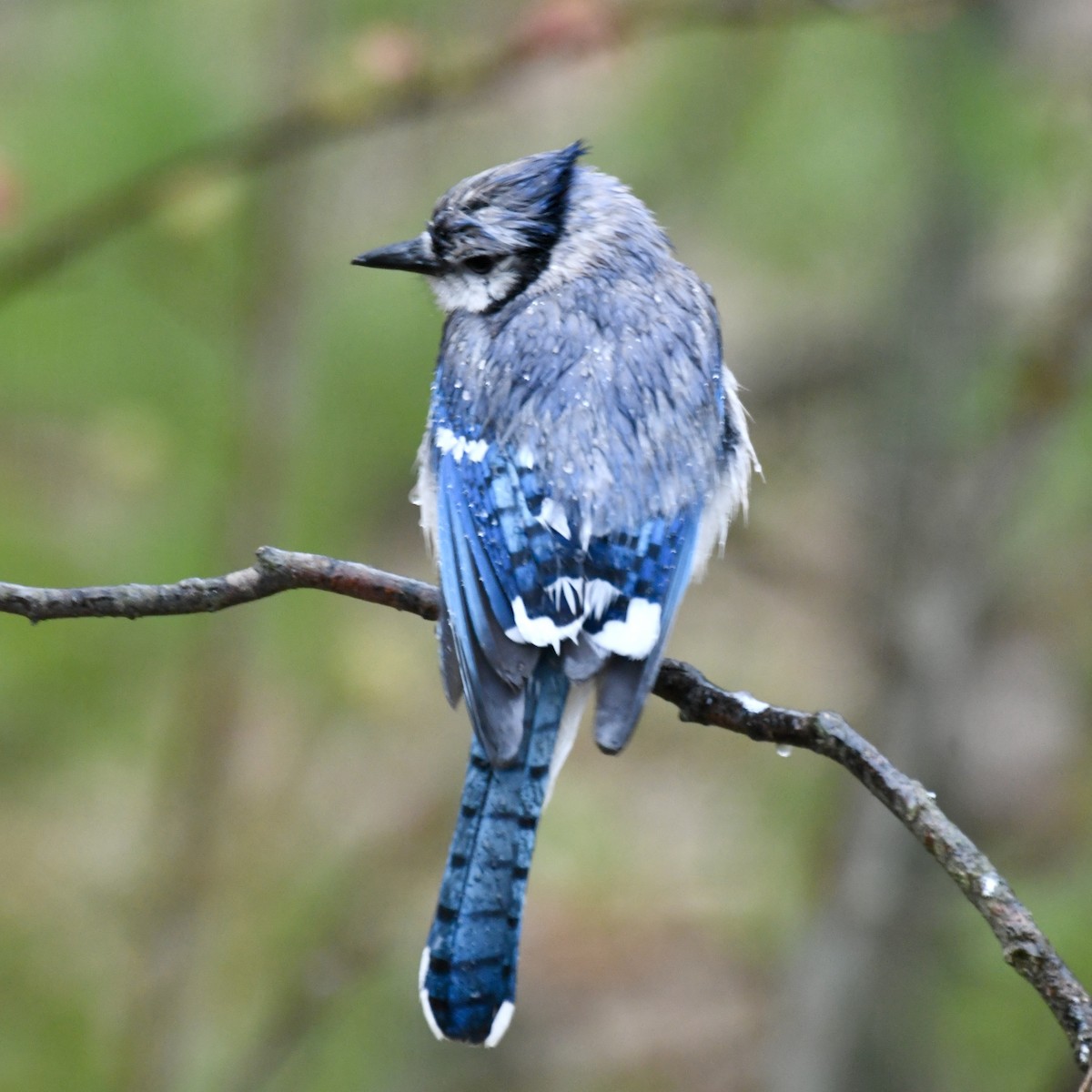 Blue Jay - ML618486174