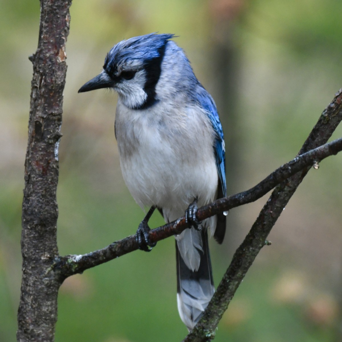 Blue Jay - Michael Hatton