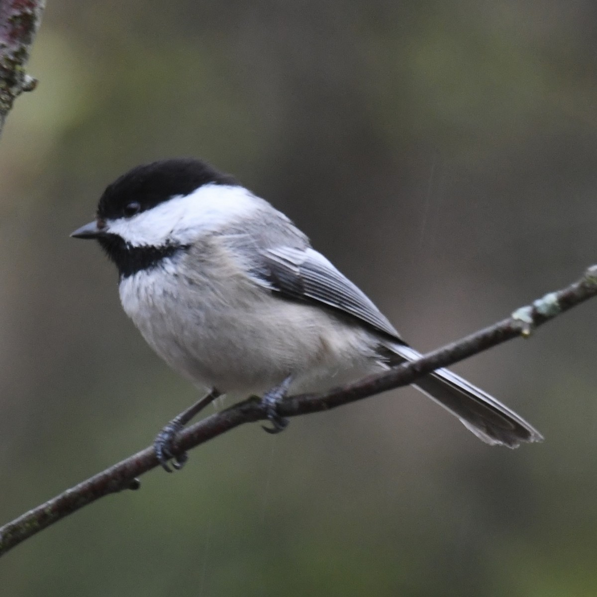 Black-capped Chickadee - Michael Hatton