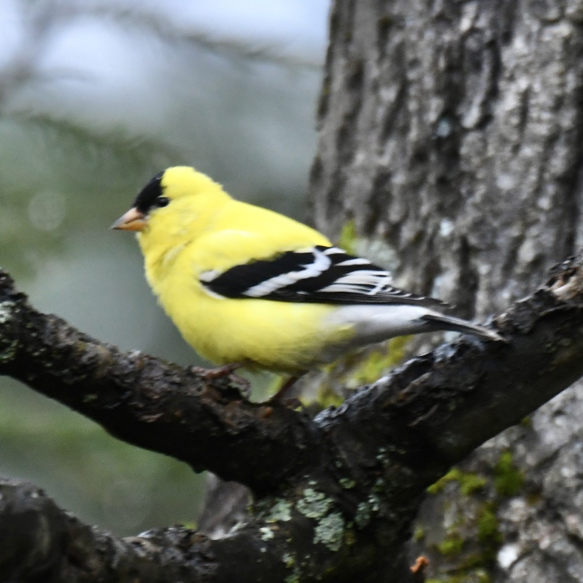 American Goldfinch - ML618486188