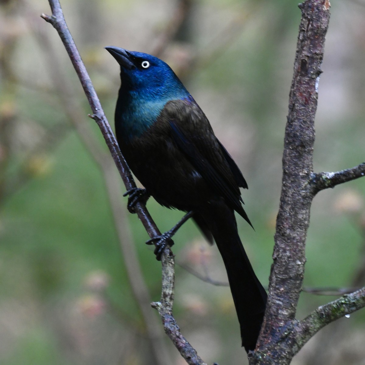 Common Grackle - ML618486193