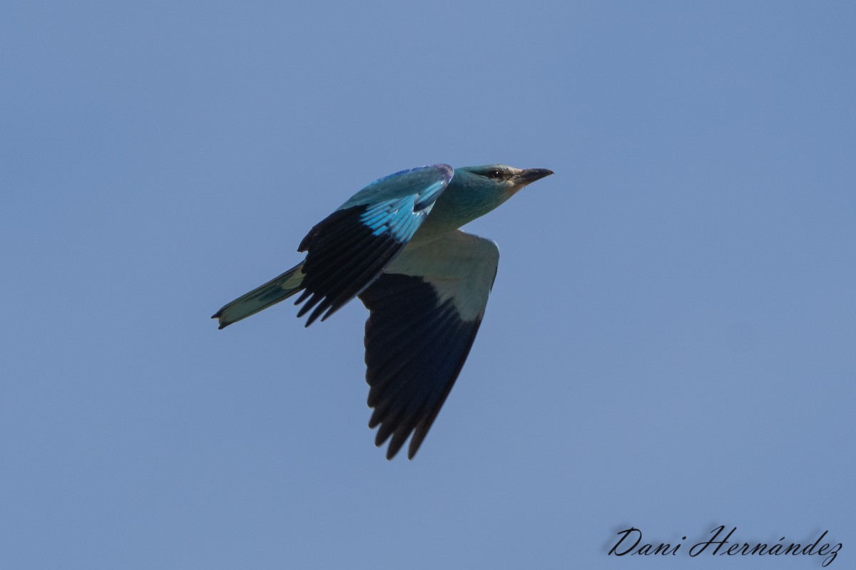 European Roller - ML618486209