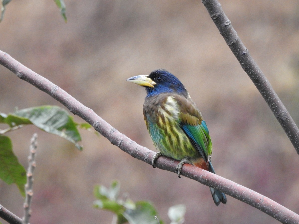 Great Barbet - Milind Ganatra