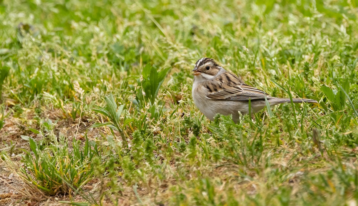 Clay-colored Sparrow - Richard  Davis