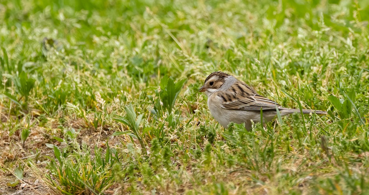 Clay-colored Sparrow - Richard  Davis