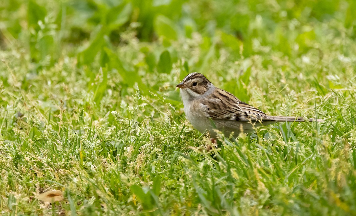 Clay-colored Sparrow - Richard  Davis