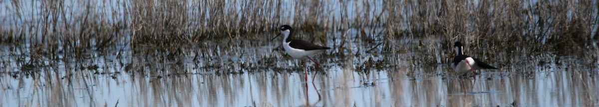 Black-necked Stilt - ML618486229