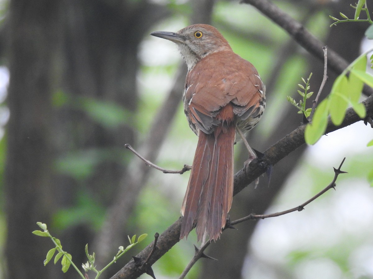 Brown Thrasher - ML618486231