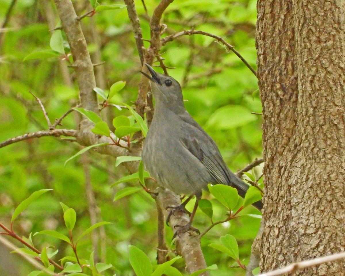 Gray Catbird - ML618486236