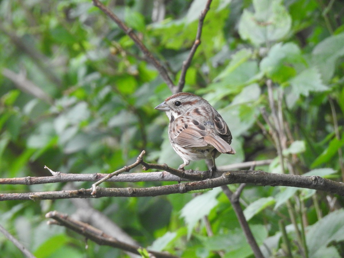 Song Sparrow - ML618486260