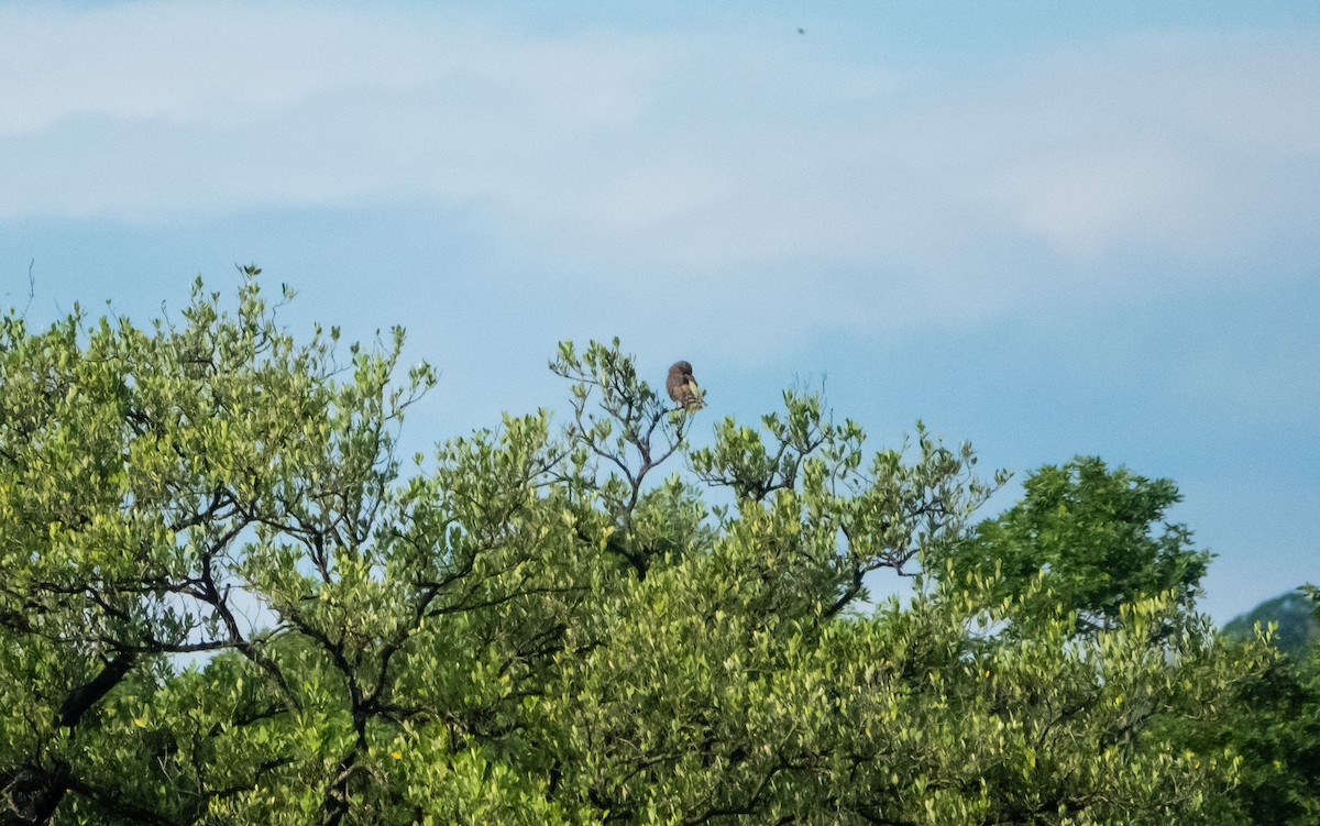 Roadside Hawk - Laura Voight