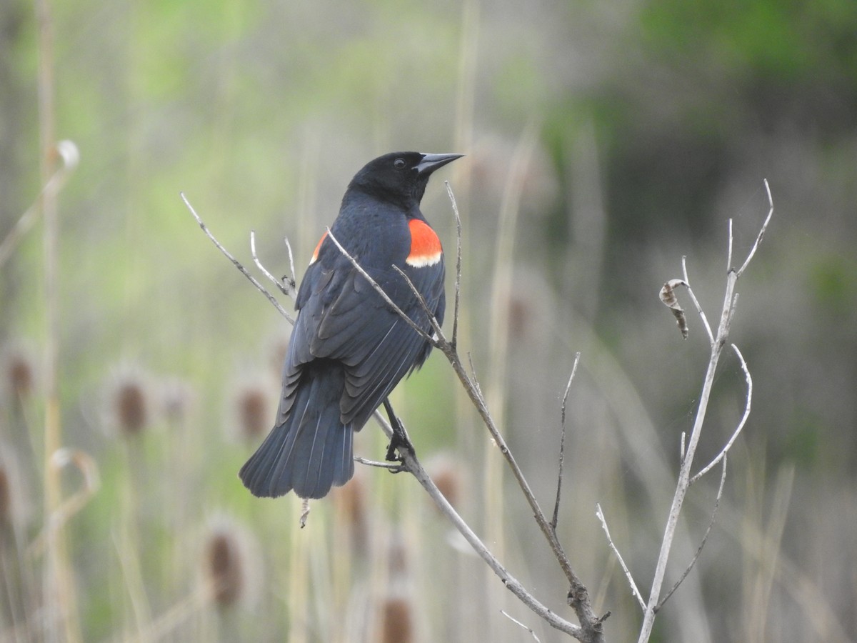 Red-winged Blackbird - Caleb Morillo