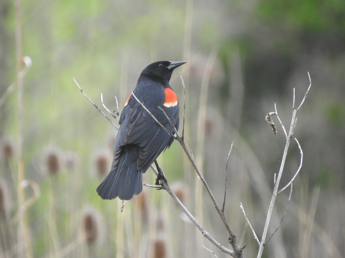 Red-winged Blackbird - ML618486275