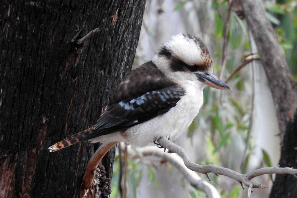 Laughing Kookaburra - ML618486280