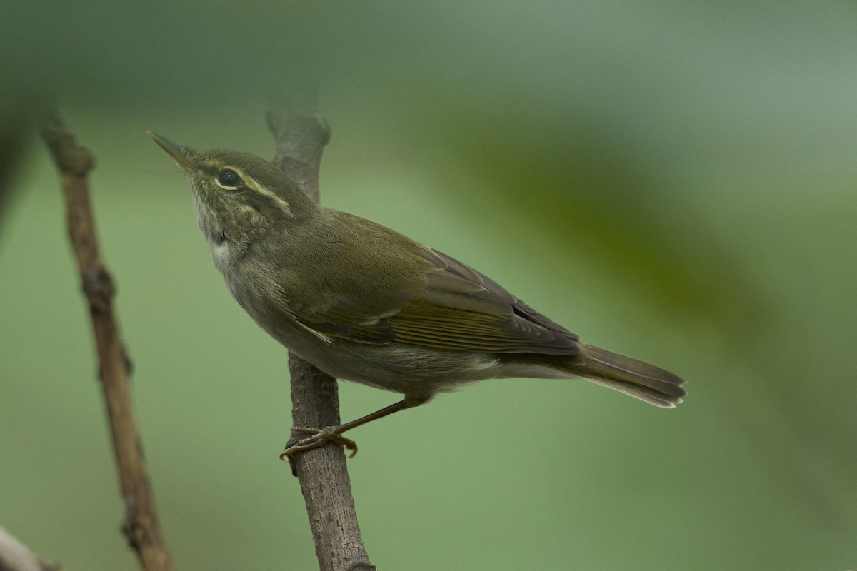 Arctic Warbler - ML618486283