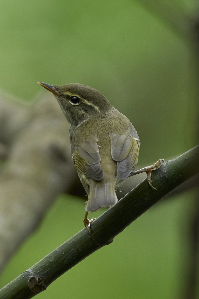 Arctic Warbler - ML618486298