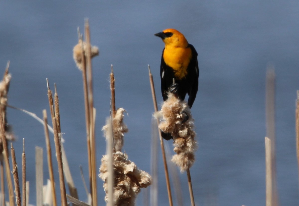 Yellow-headed Blackbird - Don Cassidy