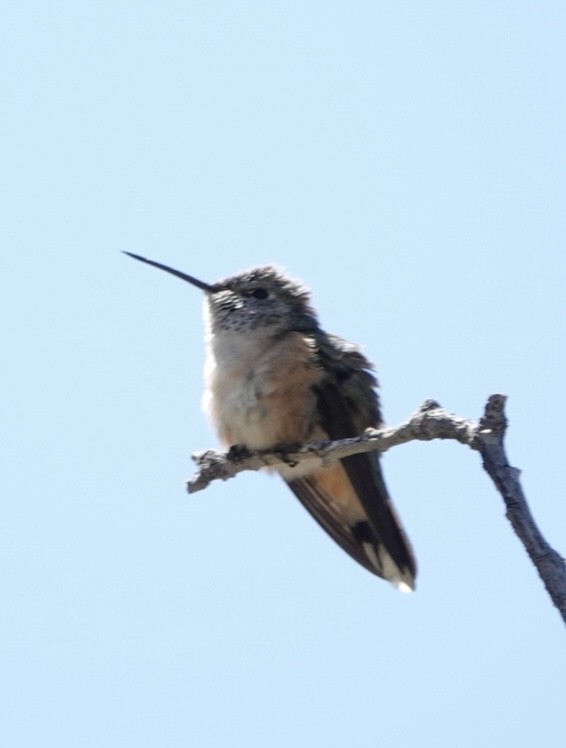 Broad-tailed Hummingbird - ML618486310