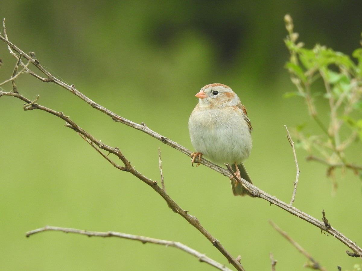 Field Sparrow - ML618486325