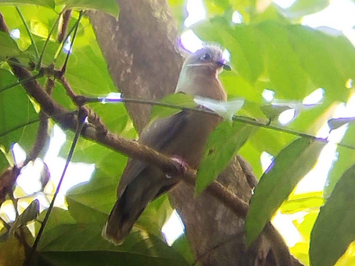 Phapitréron à oreillons blancs (leucotis) - ML618486326