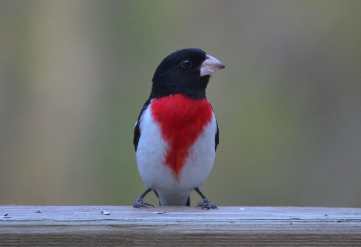 Rose-breasted Grosbeak - ML618486327