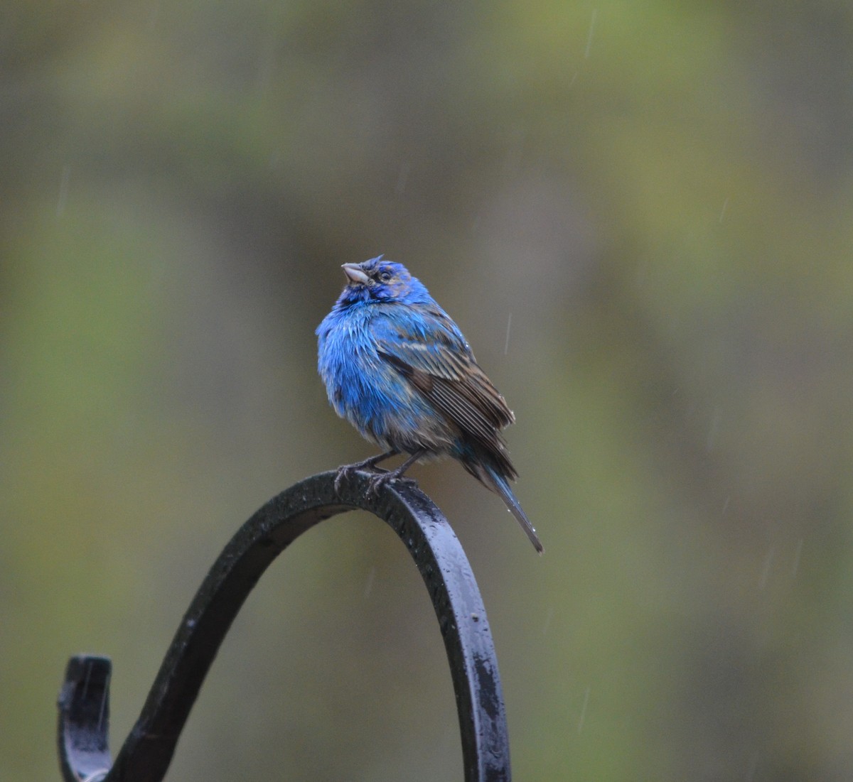 Indigo Bunting - ML618486346