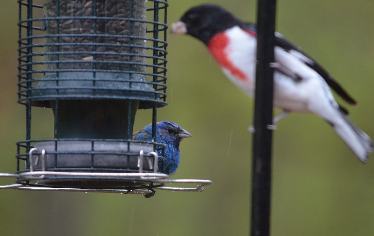 Indigo Bunting - ML618486347