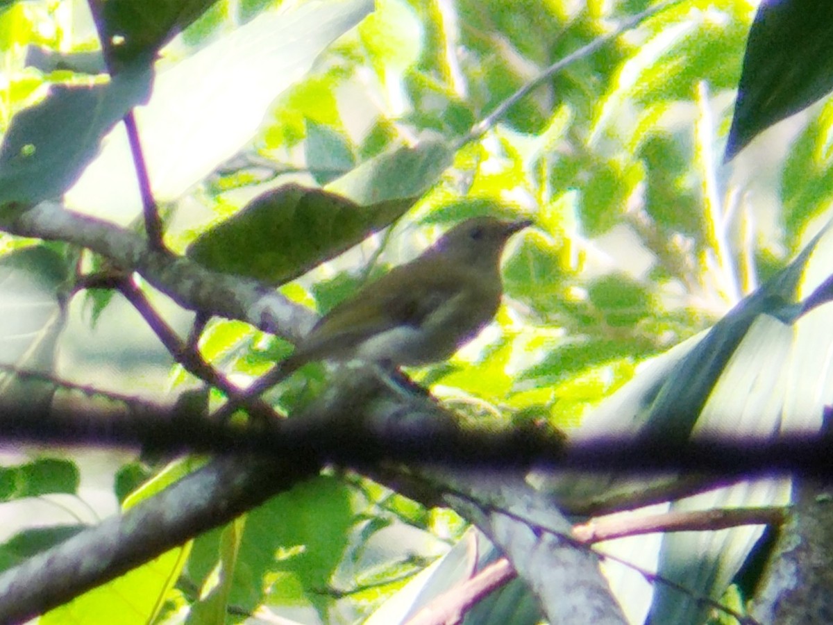 Green-backed Whistler - Lars Mannzen