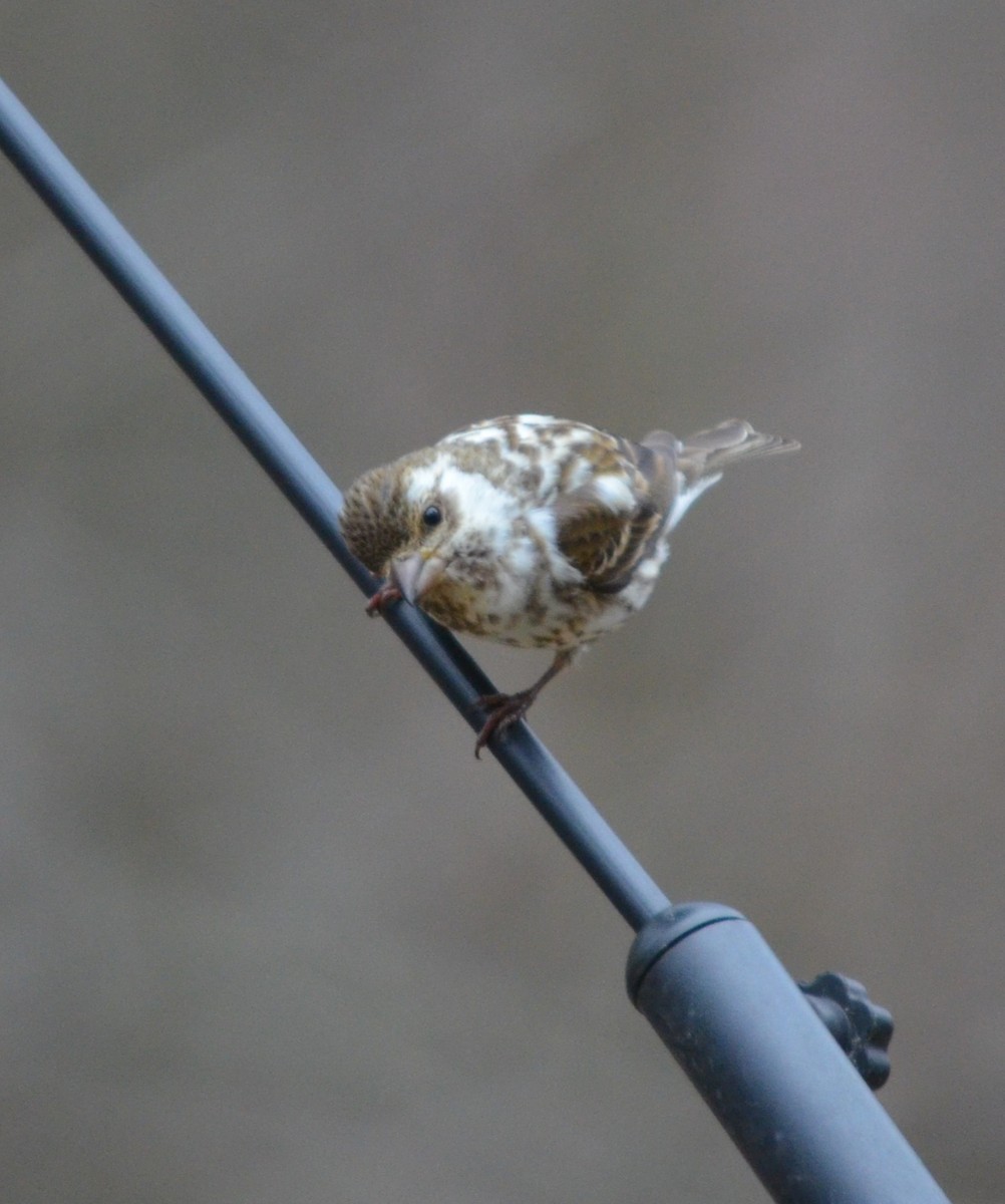 Purple Finch - ML618486358