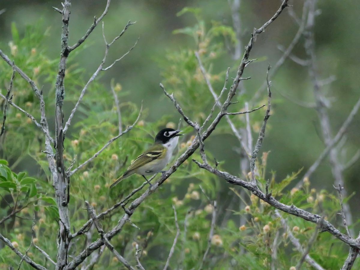 Black-capped Vireo - ML618486365