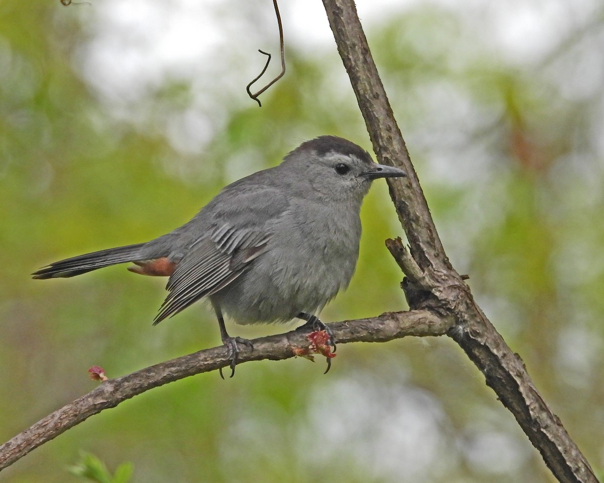 Gray Catbird - ML618486376