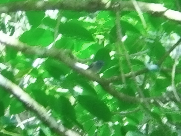 Black-naped Monarch - Lars Mannzen