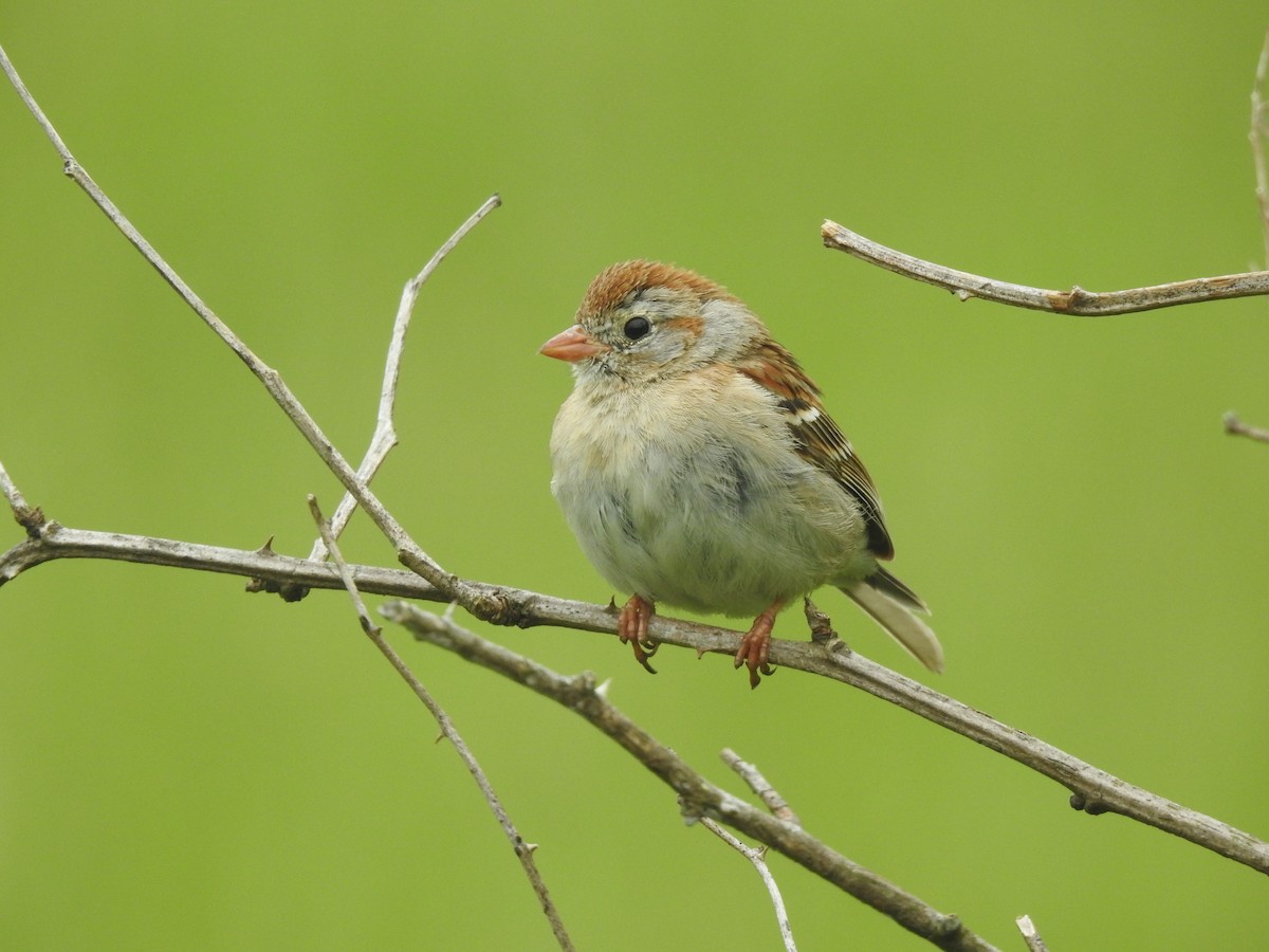 Field Sparrow - Caleb Morillo