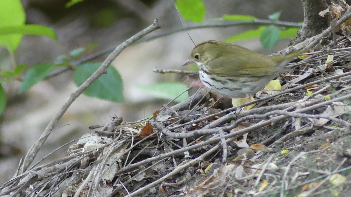 Ovenbird - Daniel Islam