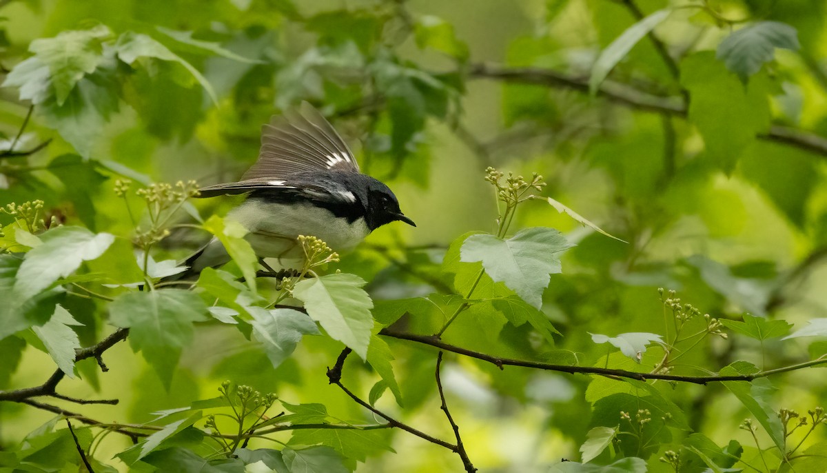 Black-throated Blue Warbler - Richard  Davis