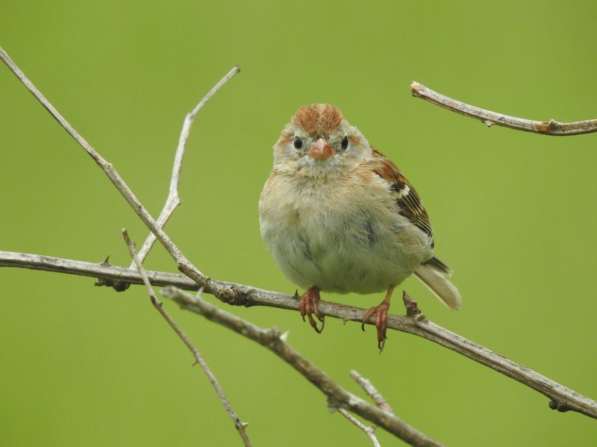 Field Sparrow - Caleb Morillo