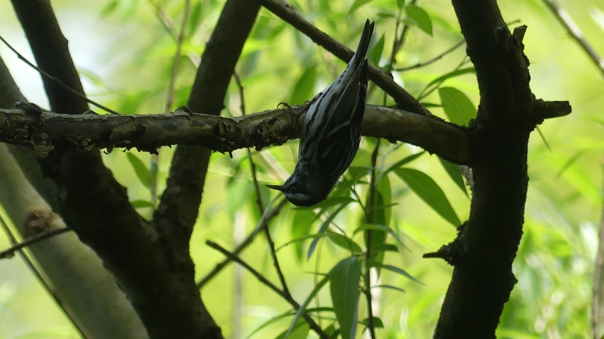 Black-and-white Warbler - ML618486426