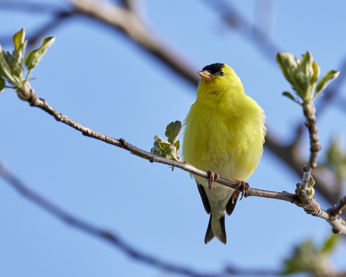 American Goldfinch - Andrew James