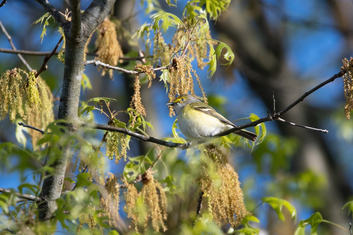 White-eyed Vireo - ML618486448