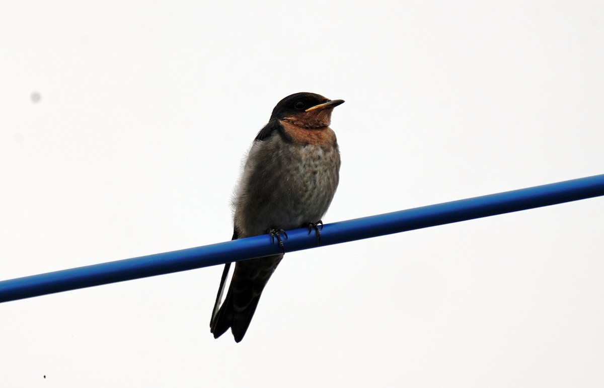 Golondrina del Pacífico - ML618486469