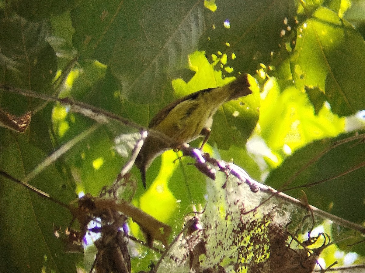 Gray-throated Sunbird - ML618486486